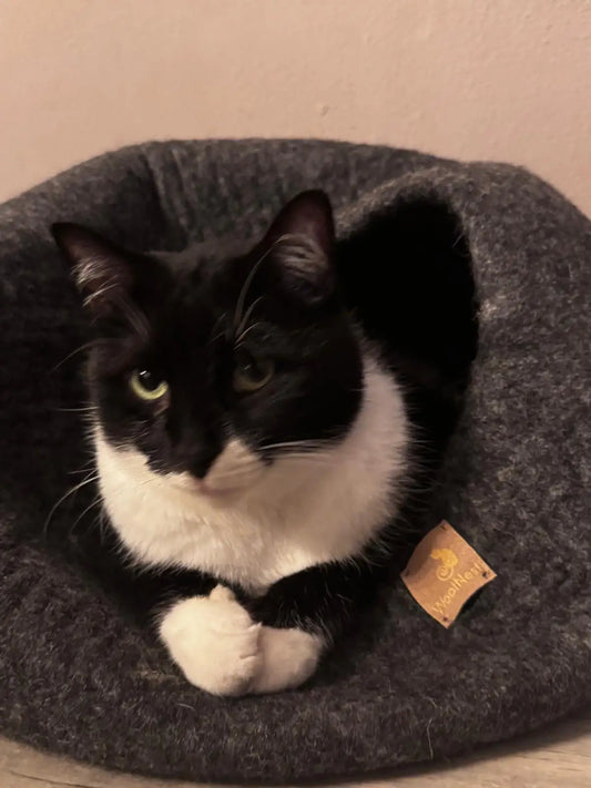 Waarom kiezen steeds meer mensen voor kattenhuisjes van 100% wol? - WoolNest